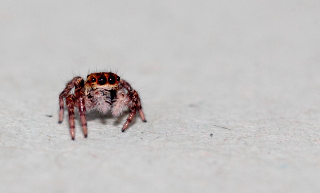 Salticidae da Id (PRMSRM)